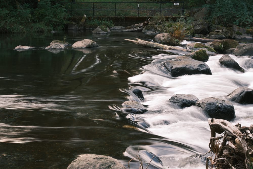 Yearly Salmon Pilgrimage and Reflections